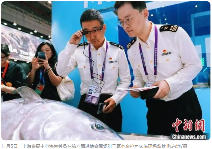 （*六屆進(jìn)博會）藍(lán)鰭金槍魚亮相 馬耳他水產(chǎn)品在中國首秀